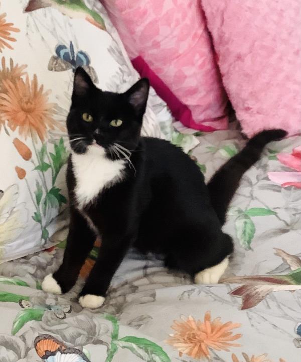 /Images/uploads/Friends of Seal Beach Animal Care Center/2022sbacc/entries/20616thumb.jpg